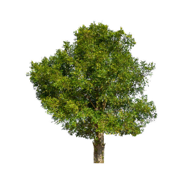 istock Trees that are isolated on a white background are suitable for both printing and web pages 1445083446