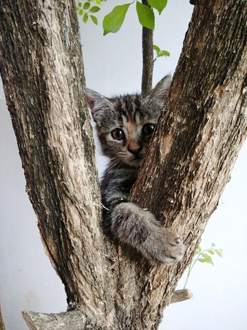 Kitten Climbing the Tree and Peeking Through Branches