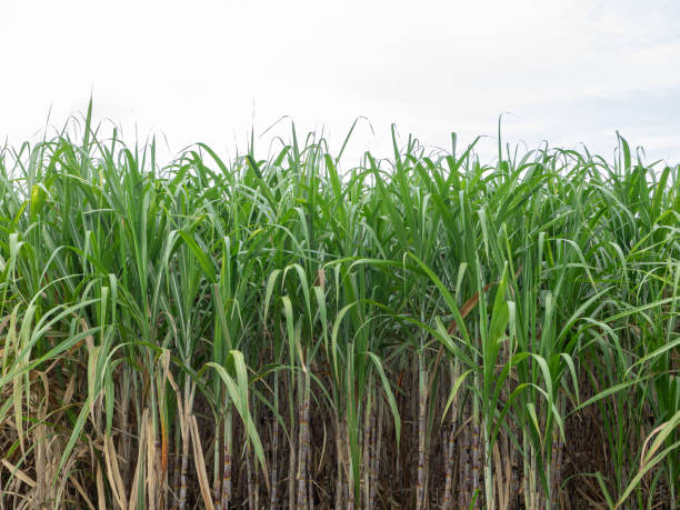istock Sugarcane field at sunrise in Thailand 1445083495