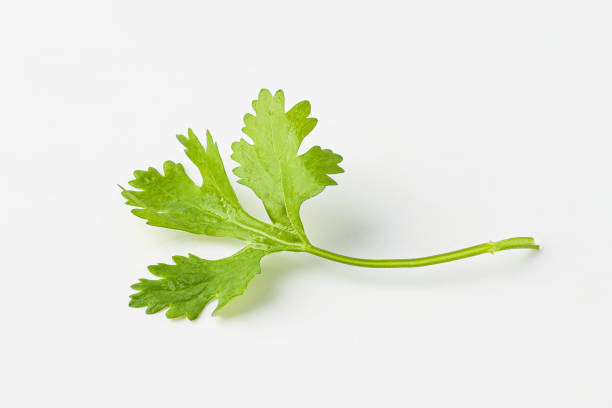 istock cilantro, coriander, coriander, coriander leaf, herb, herb leaf isolated on white background 1445084234