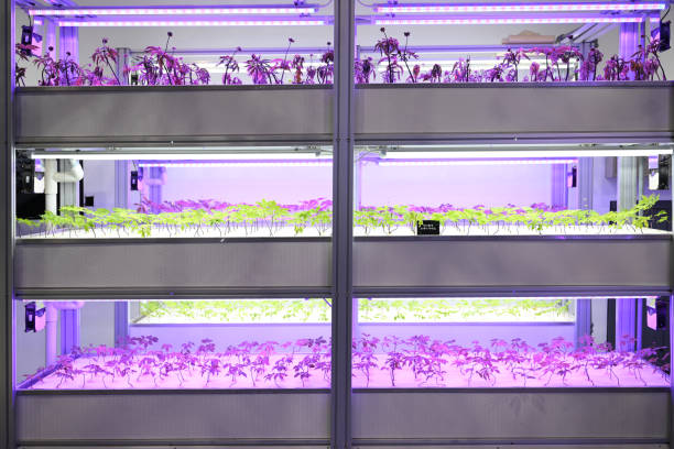 istock Growing ginseng in a smart farm 1445084293