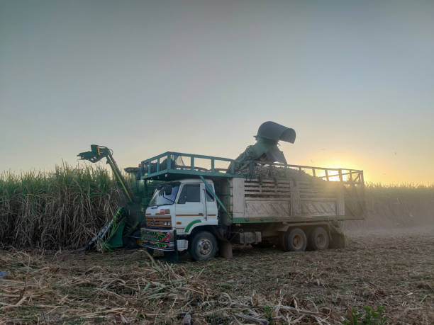 zuckerrohrerntemaschine zuckerrohr-lkw beladen produktivität verkaufsfertig - cut sugar cane stock-fotos und bilder