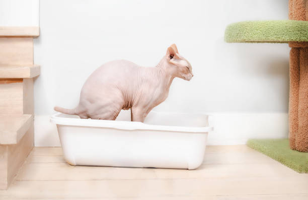 Sphynx cat using litter box or toilet. stock photo