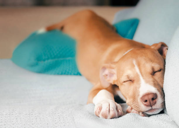 Cute puppy sleeping in funny position in sofa. stock photo