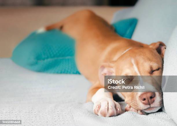 Cute Puppy Sleeping In Funny Position In Sofa Stock Photo - Download Image Now - Dog, Sleeping, Relaxation