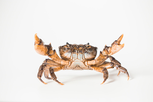 Germany, Pellworm, July 2022, Crab in the Wadden Sea