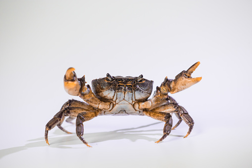 Stream crab from Sichuan province of China