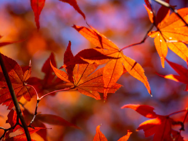 istock Close-up of red maple leaves 1445087158