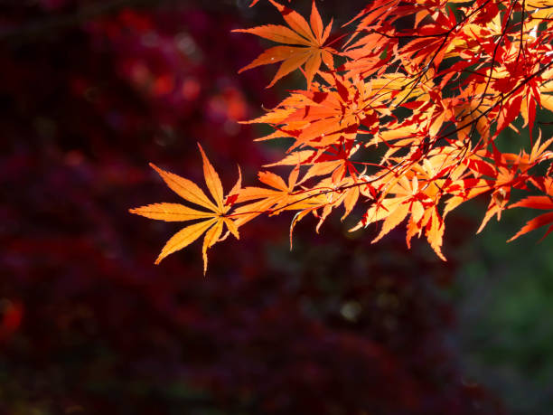 istock Maple leaves with red leaves 1445087168