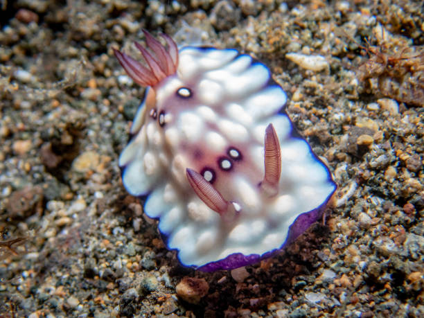 istock Goniobranchus hintuanensis 1445088526