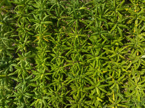 a horta de banana pode absorver co2 e liberar o2 para a atmosfera. - aggriculture - fotografias e filmes do acervo