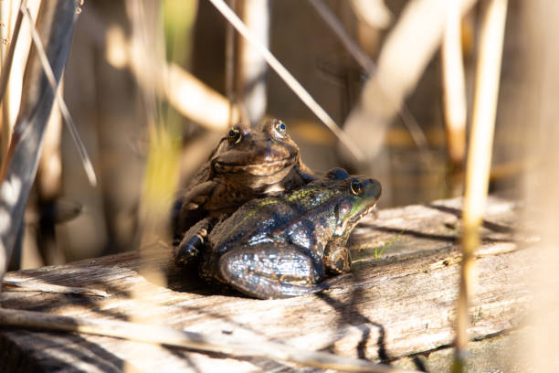 жаба ага, буфо маринус сидит на бревне дерева, природная среда, водно-болотные угодья обитателей земноводных - cane toad toad wildlife nature стоковые фото и изображения