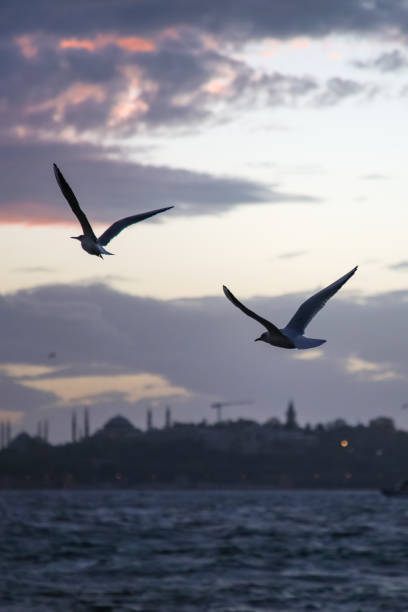 Seagulls flying in front of Istanbul view at sunset