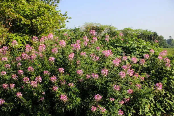 Pink and white cleome flowers in bloom (also called spider flower, spider plant, spider weed, bee plant) in a garden