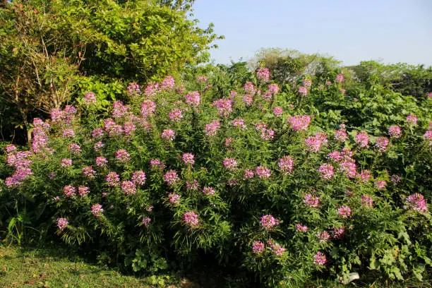 Pink and white cleome flowers in bloom (also called spider flower, spider plant, spider weed, bee plant) in a garden