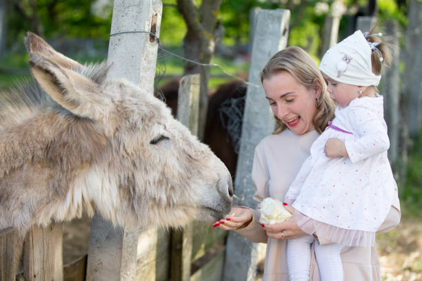 la mamma con una figlia piccola nutre un asino. una donna con un bambino in una fattoria. - petting zoo foto e immagini stock