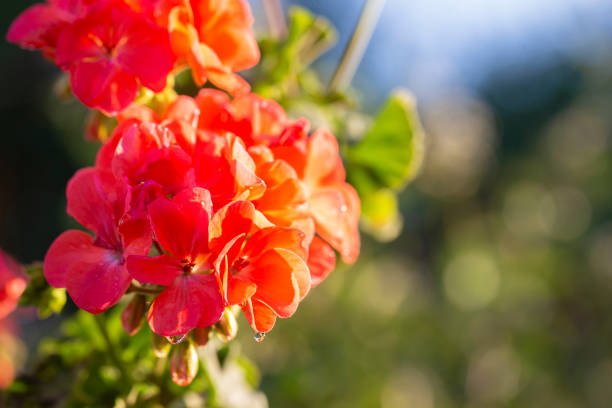 istock Red phlox flowers close-up flan on a natural background. 1445090726