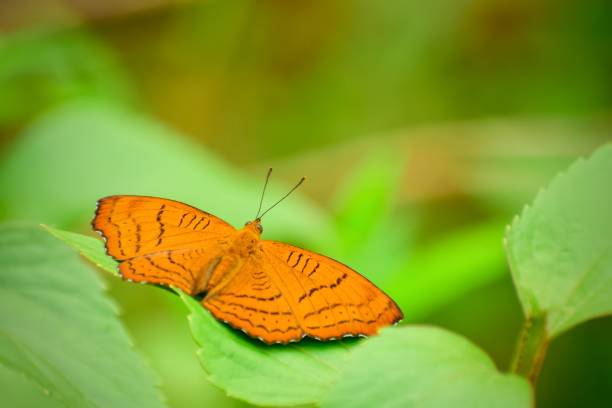istock Brown butterfly spreading its wings in nature, Natural background, copy spaces 1445093326