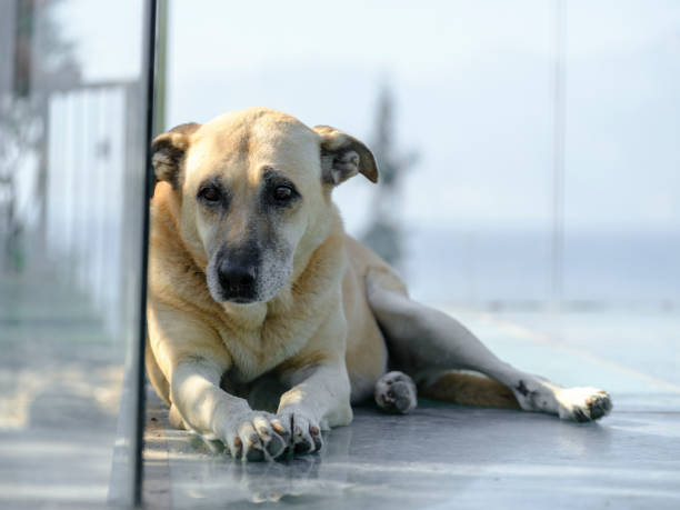 portrait of a beautiful dog