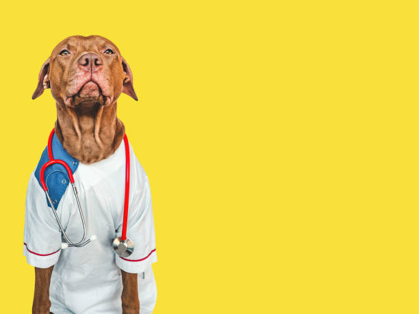 istock Lovable puppy, dressed in a doctor's coat 1445098460