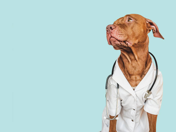 istock Lovable puppy, dressed in a doctor's coat 1445098602