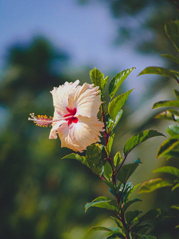 Hibiscus rosa-sinensis is a flowering plant known as Chinese hibiscus, China rose, Hawaiian hibiscus, rose mallow, shoeblack plant.
