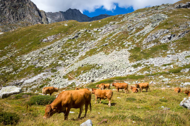 Cows in alpine pasture, Pralognan la Vanoise, French Alps stock photo
