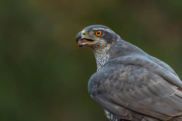 istock Portrait of a beautiful Northern Goshawk (Accipiter gentilis) 1445115016