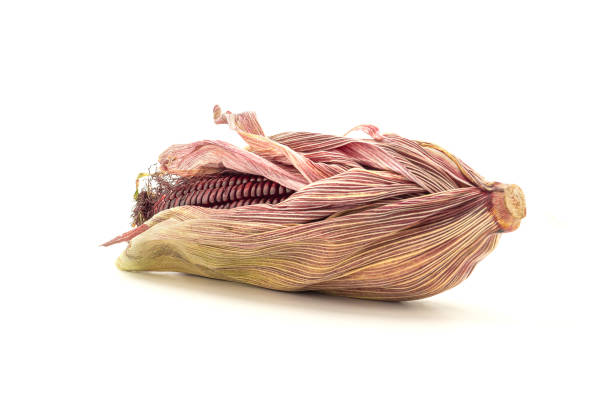istock Side view of purple corn or Siam ruby queen isolated on a white background 1445116620