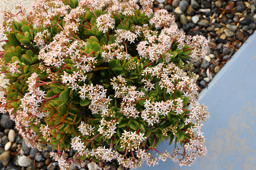 Taylor's Parches (Crassula lactea) is a perennial flowering plant in the family Crassulaceae, also known as stonecrop family or orpine family. It is native to southern Africa. This succulent plant blooms in the winter with white flowers. It grows in thin, woody branches from the base that trail across the surface they grow on. Leaves are bright green and wide with a pinched tip. Newer leaves have white dots along their edges. Flowers grow on peduncles above the branches.