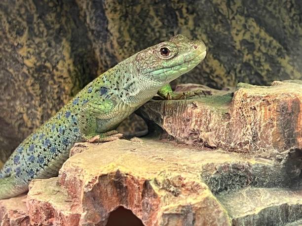 istock Ocellated lizard or jewelled lizard, Timon lepidus. 1445116906