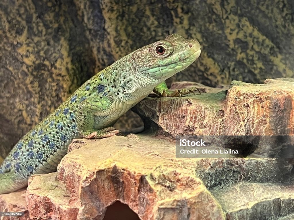 Ocellated lizard or jewelled lizard, Timon lepidus. Animal Stock Photo