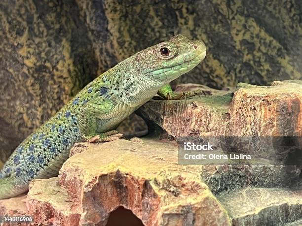 Ocellated Lizard Or Jewelled Lizard Timon Lepidus Stock Photo - Download Image Now