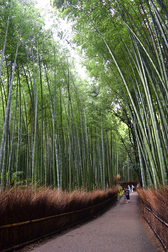 Woman in a bamboo forest