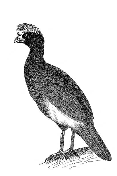 ilustraciones, imágenes clip art, dibujos animados e iconos de stock de sclaters hokko, curassow desnudo, crax fasciolata - pavón-pico-de-hacha