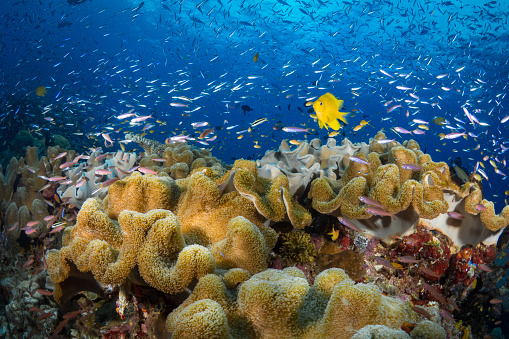 The most beautiful coral reefs in the world found in Papua, this is one of the most healthy reef systems remaining in the world. full of fish life and abundant with giant healthy colorful corals, it is one of the best places for scuba diving