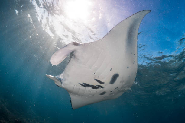 istock Reef Manta swimming through clear tropical waters - Mobula alfredi 1445119269