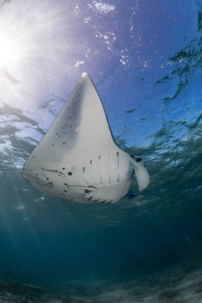 istock Reef Manta swimming through clear tropical waters - Mobula alfredi 1445119294