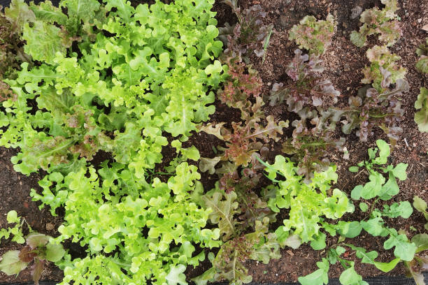 istock Growing organic vegetable farms 1445122802