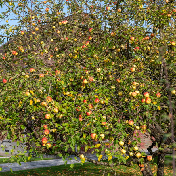 istock red and yellow ripe apples on tree in closeup 1445123266