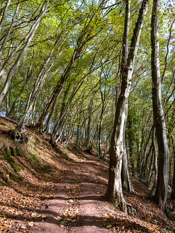 trees and steep climbing part of long distance trail for hiking near hobbes in belgium