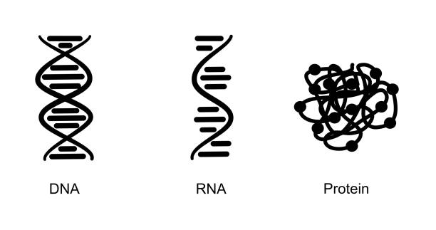 молекулярная биология в концепции иконы: днк, рнк и белок - human rna stock illustrations