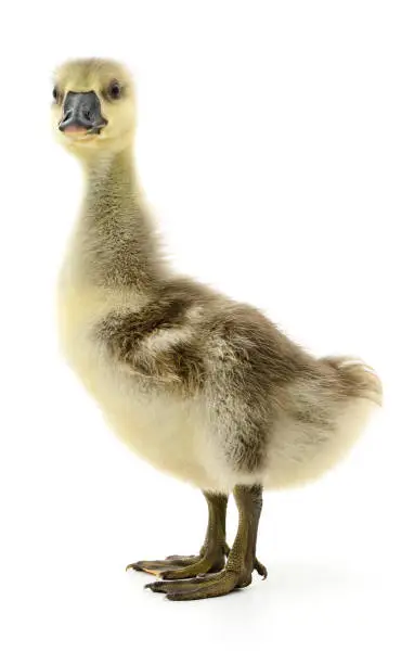 Little grey gosling isolated on white background.