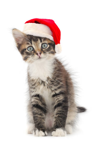 istock Kitten in Santa Claus Christmas hat. 1445124887