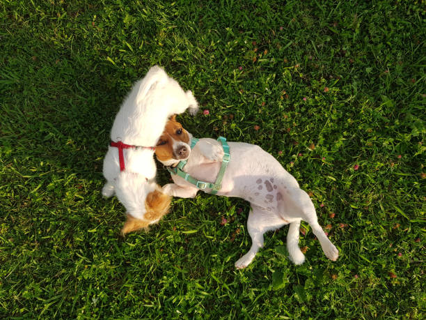 istock Happy Jack Russell Terrier pet dogs lying down on green grass 1445125271