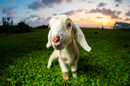 Amazingly cute baby goat hanging out on a grassy field by the sea in Okinawa at sunset.