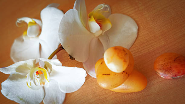 istock large white orchid flowers on a brown background 1445127021