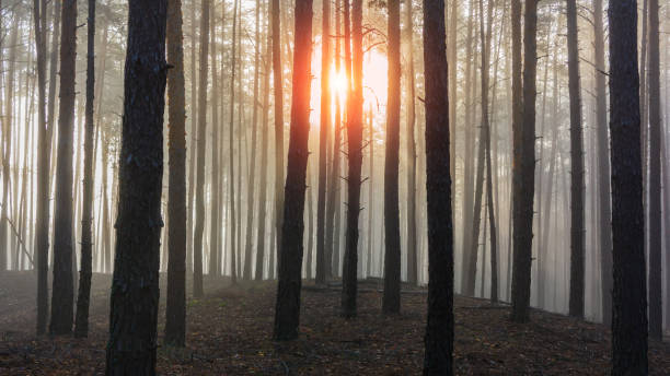 istock Silhouettes of pine trees and morning sun. 1445128321
