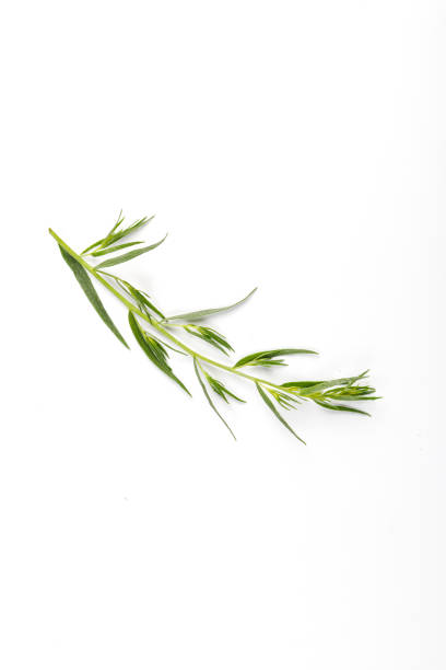 istock Tarragon or estragon isolated on a white background. Artemisia dracunculus. Top view. Herb. Tarragon leaves. 1445129468