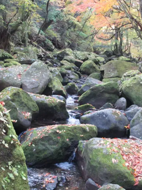 The headwaters of the Chikugo River create a vivid contrast between the clear stream that seems to wash over large rocks and the thick broadleaf trees on both sides of the river. Twice a year in spring and autumn, except for a few days when it is open to the public, it is closed to the public, so it is known as the "Secret Valley", and you can enjoy the breathtaking scenery woven by untouched nature. .
